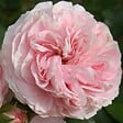 ARBORIX - Rosier Kordes - Rosa 'Larissa'® - vignette