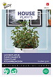 ARBORIX - Buzzy House Plants Cuphea Fleur cigarette Semences - Ca. 0,1 gr (Livraison Gratuite) - vignette