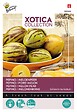 ARBORIX - Buzzy Xotica Pepino ou poire-melon Semences - Ca. 15 graines (Livraison Gratuite) - vignette