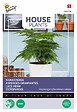 ARBORIX - Buzzy House Plants Asparagus Asperges Grimpantes Semences - Ca. 1 gr (Livraison Gratuite) - vignette