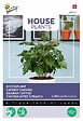 ARBORIX - Buzzy House Plants Coffea Arabica Caféier d'Arabie Semences - Ca. 15 graines (Livraison Gratuite) - vignette