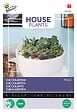 ARBORIX - Buzzy House Plants Mixed Succulentes Semences - Ca. 7 graines (Livraison Gratuite) - vignette
