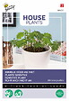 ARBORIX - Buzzy House plants Mimosa pudica Semences - Ca. 0,2 gr (Livraison Gratuite) - vignette