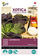 ARBORIX - Buzzy Xotica Moutarde Chinoise Semences - Ca. 3 gr (Livraison Gratuite) - vignette