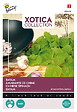 ARBORIX - Buzzy Xotica Amarante de Chine Semences - Ca. 1,5 gr (Livraison Gratuite) - vignette