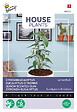ARBORIX - Buzzy House Plants Eucalypthus Lemon Bush Semences - Ca. 10 graines (Livraison Gratuite) - vignette