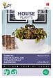 ARBORIX - Buzzy House Plants Coleus Rainbow mix Semences - Ca. 0,25 gr (Livraison Gratuite) - vignette