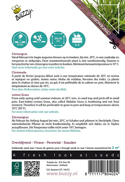 ARBORIX - Buzzy Xotica Herbe citronnée Semences - Ca. 0,2 gr (Livraison Gratuite) - large