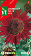 ARBORIX - Tournesol Red Sun - Ca. 1 gr (Livraison Gratuite) - vignette