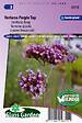 ARBORIX - Verveine grande Purple Top Semences - De Fleurs Annuelles - Ca. 0,15 g (Livraison Gratuite) - vignette