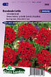 ARBORIX - Lupin polyphylle vivace Russell hybrids Mix Semences - De Fleurs Vivaces - Ca. 1,5 g (Livraison Gratuite) - vignette