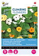 ARBORIX - Buzzy Climbing Flowers Thunbergia mélange Semences - Ca. 0,5 gr (Livraison Gratuite) - vignette