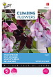 ARBORIX - Buzzy Climbing Flowers Dolichos lablab Violet Semences - Ca. 3 gr (Livraison Gratuite) - vignette