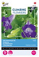 ARBORIX - Buzzy Climbing Flowers Asarina Violet Semences - Ca. 10 graines (Livraison Gratuite) - vignette