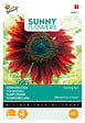 ARBORIX - Buzzy Sunny Flowers Tournesol Evening Sun Semences - Ca. 4 gr (Livraison Gratuite) - vignette
