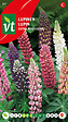 ARBORIX - Lupine Mix Couleurs - Ca. 1 gr (Livraison Gratuite) - vignette