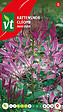 ARBORIX - Cléome Mauve Queen - Ca. 0,5 gr (Livraison Gratuite) - vignette