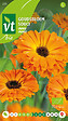 ARBORIX - Souci Calendula Fiesta Orange - Ca. 2 gr (Livraison Gratuite) - vignette