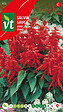 ARBORIX - Sauge Splendens Rouge - Ca. 0,5 gr (Livraison Gratuite) - vignette