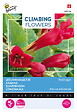 ARBORIX - Buzzy Climbing Flowers Asarina Red Dragon Semences - Ca. 10 graines (Livraison Gratuite) - vignette