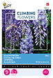 ARBORIX - Buzzy Climbing Flowers Wisteria Bleu Semences - Ca. 5 graines (Livraison Gratuite) - vignette