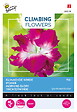 ARBORIX - Buzzy Climbing Flowers Ipomoea double rose Semences - Ca. 2 gr (Livraison Gratuite) - vignette