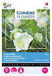 ARBORIX - Buzzy Climbing Flowers Cobaea Alba blanc Semences - Ca. 2 gr (Livraison Gratuite) - vignette