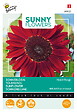 ARBORIX - Buzzy Sunny Flowers Tournesol Moulin Rouge Semences - Ca. 1 gr (Livraison Gratuite) - vignette