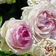 ARBORIX - Rosier grimpante - Rosa 'Pierre De Ronsard' - vignette