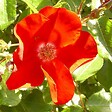 ARBORIX - Rosier couvre-sol - Rosa 'Apache' - vignette