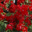 ARBORIX - Rosier couvre-sol - Rosa 'Apache' - vignette