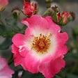 ARBORIX - Kordes Nectar Rosier - Rosa 'Dolomiti' - vignette