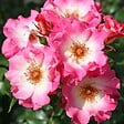 ARBORIX - Kordes Nectar Rosier - Rosa 'Dolomiti' - vignette
