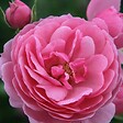 ARBORIX - Kordes Rose des fées - Rosa 'Pomponella'® - vignette