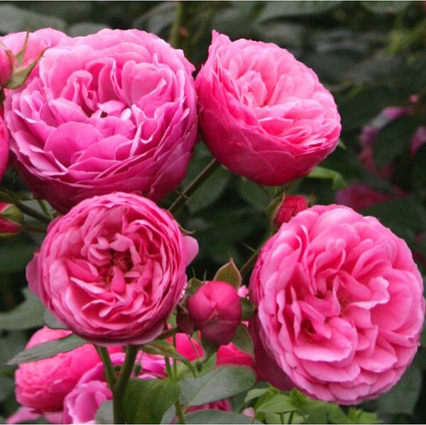 ARBORIX - Kordes Rose des fées - Rosa 'Pomponella'® - large