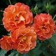 ARBORIX - Rosier grimpante Kordes - Rosa 'Westerland' - vignette