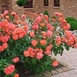 ARBORIX - Rosier grimpante Kordes - Rosa 'Westerland' - vignette