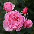 ARBORIX - Kordes Parfuma® rosier - Rosa 'Kiss Me Kate'® - vignette