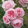 ARBORIX - Kordes Parfuma® rosier - Rosa 'Kiss Me Kate'® - vignette
