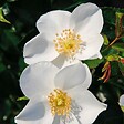 ARBORIX - Kordes Nectar Rosier - Rosa 'Escimo' - vignette