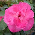 ARBORIX - Rosa 'Melrose' - Tige - Rosa 'Melrose' - vignette