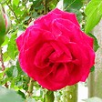 ARBORIX - Rosa 'Dame De Coeur' - Tige - Rosa 'Dame De Coeur' - vignette