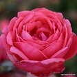 ARBORIX - Kordes Parfuma® rosier - Rosa 'Garten Princess Marie José'® - vignette