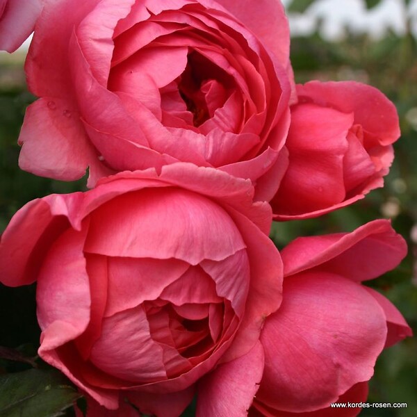 ARBORIX - Kordes Parfuma® rosier - Rosa 'Garten Princess Marie José'® - large