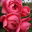 ARBORIX - Kordes Parfuma® rosier - Rosa 'Garten Princess Marie José'® - vignette