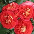 ARBORIX - Kordes Rose des fées - Rosa 'Gebrüder Grimm'® - vignette