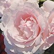ARBORIX - Kordes Parfuma® rosier - Rosa 'Constance Mozart'® - vignette