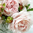 ARBORIX - Kordes Parfuma® rosier - Rosa 'Constance Mozart'® - vignette