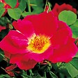 ARBORIX - Kordes Nectar Rosier - Rosa 'Weg Der Sinne'® - vignette