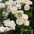 ARBORIX - Rosier grimpante - Rosa 'Madame Alfred Carriere' - vignette